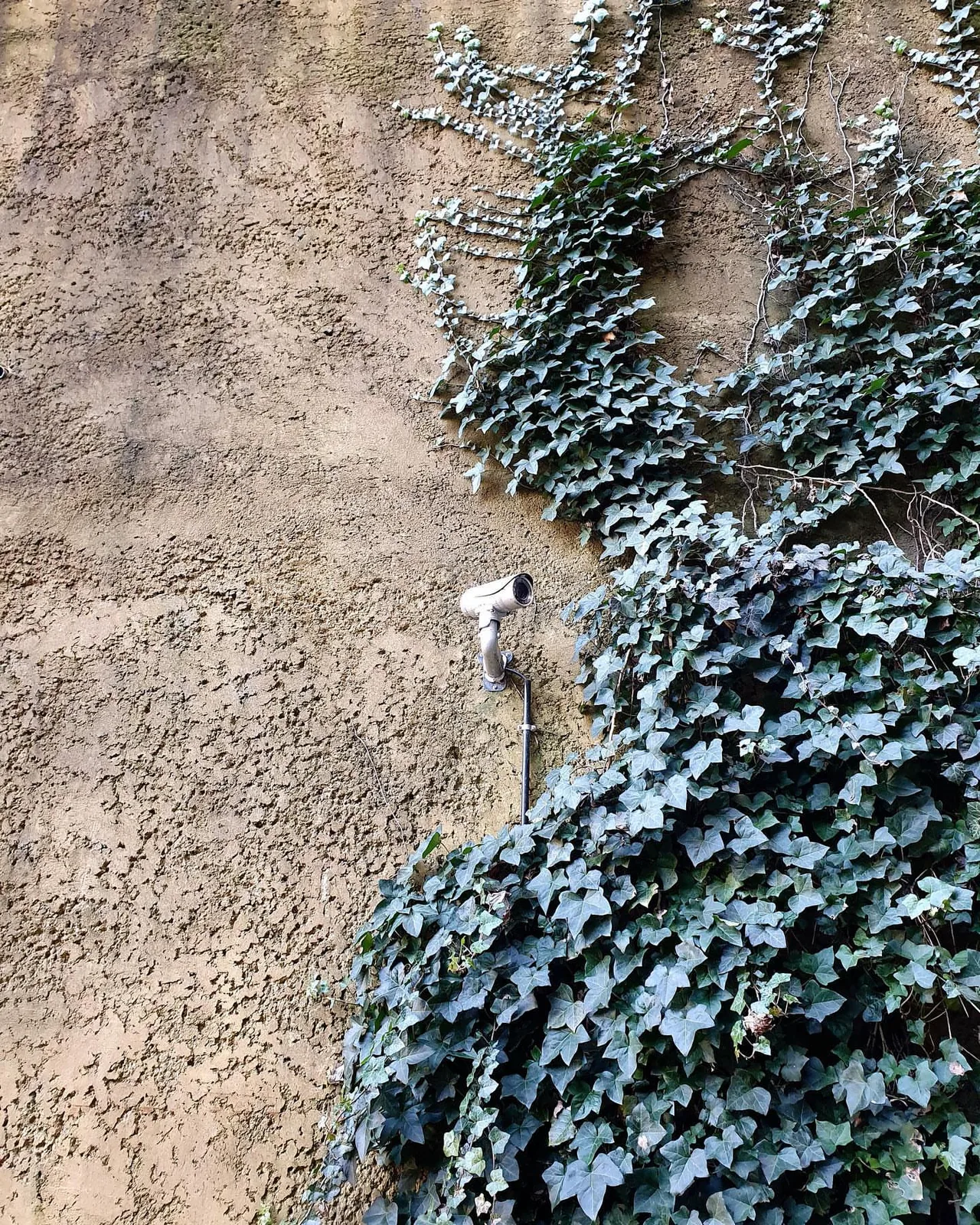 Camera on an ivy-covered wall